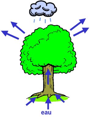 Protégeons nos forêts.